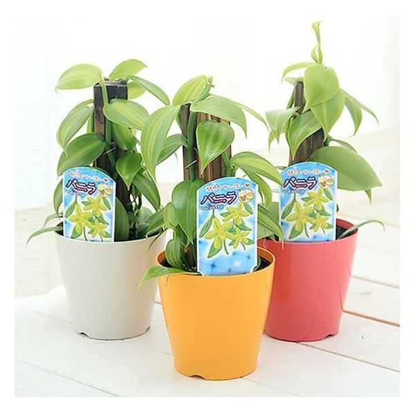 ちびゴリラページ テラコッタ 花模様 植木鉢 20個 新品未使用