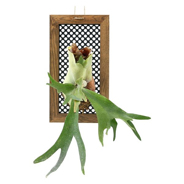 チャーム （観葉植物）コウモリラン ビカクシダ ハンギング