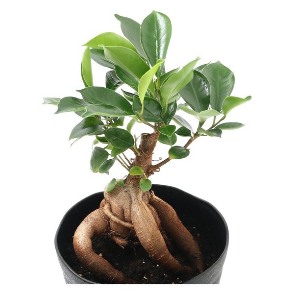 専用ꕤガジュマル 観葉植物 ガジュマル 3号 プラスチック鉢 | 観葉植物なら