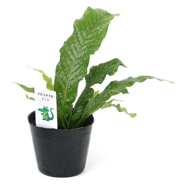 チャーム (観葉植物)シダ クロコダイルファーン(ミクロソリウム