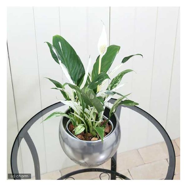 チャーム (観葉植物)スパティフィラム 斑入り 3号(1ポット) 84825 1個