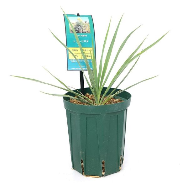 チャーム （観葉植物）ユッカ リギダ 5号（1鉢） 345191（直送