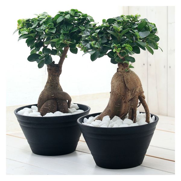 ガジュマル27 ガジュマル 上作株【27】 | PROTOLEAF プロトリーフ