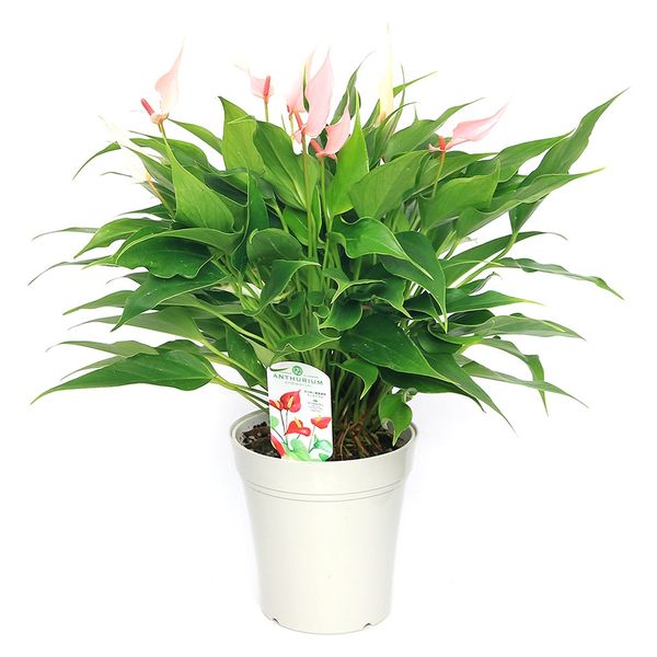 チャーム （観葉植物）アンスリウム リリー 4．5～5号（1鉢