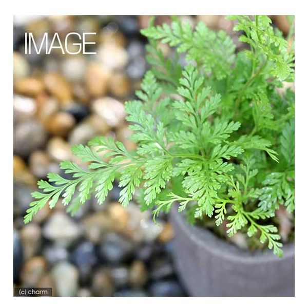 希少　【山野草】トキワシノブ　【特大株】　年代物　観賞用 トキワシノブ 鉢植え 猫の手シノブ 盆栽 ミニ盆栽 山野草 現品
