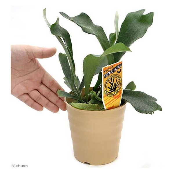 チャーム （観葉植物）コウモリラン ビカクシダ 4号（1鉢