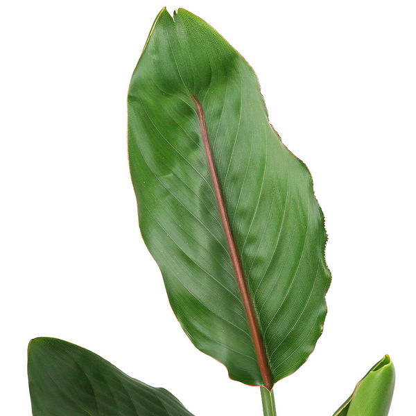 観葉植物 ストレリチア レギネ 観葉植物 ストレリチア (ストレチア) レギネ 10号 ウッド