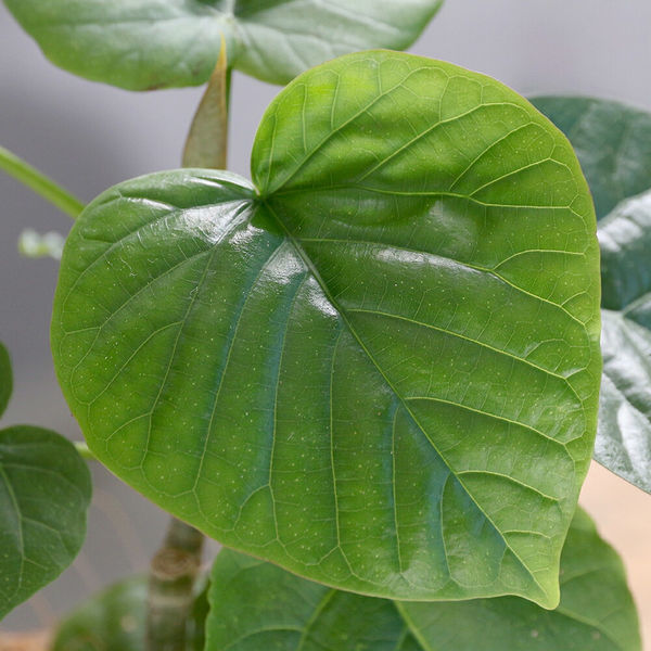 チャーム 【観葉植物】フィカス ウンベラータ 4号 ボタニー