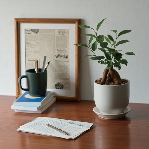 花のギフト社 ガジュマルN 10182472 1個（直送品） - アスクル