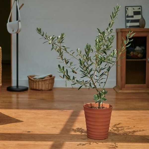 花のギフト社 オリーブ素焼鉢植え 16133949 1個（直送品） - アスクル