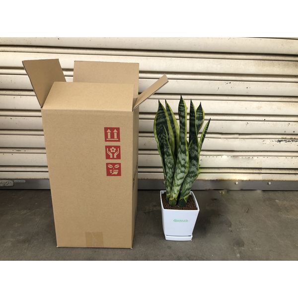 ⭐︎40サイズ⭐︎Super Beauty 新品　カメリア⭐︎世間ウケ150％ ⭐︎40サイズ⭐︎Super Beauty 新品 カメリア⭐︎世間ウケ150