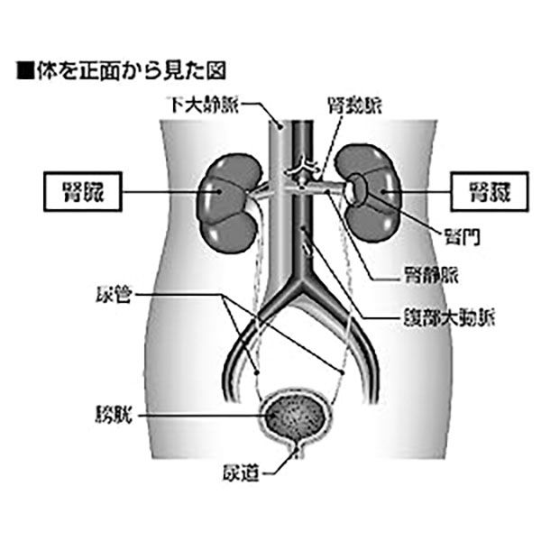 文響社 腎機能 慢性腎臓病腎症 腎臓治療の名医が教える 最高の強化法