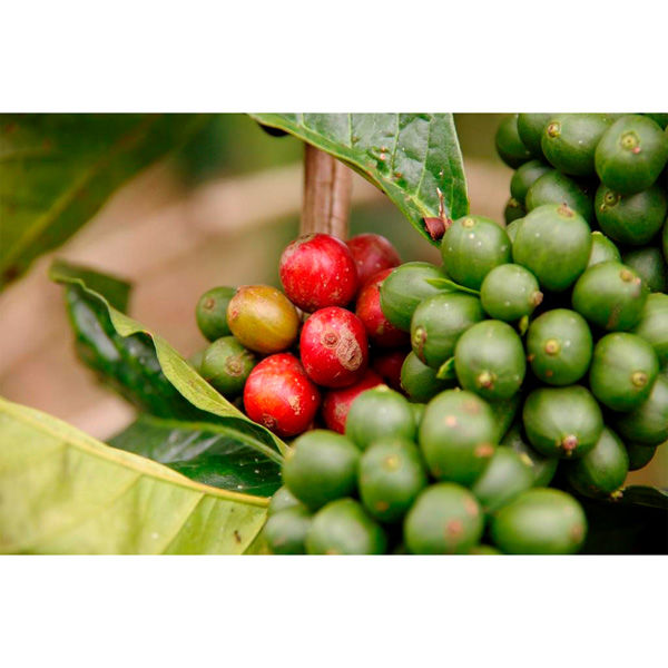 MOUNT HAGEN マウントハーゲン オーガニック フェアトレード インスタントコーヒー 詰替用 200g×10個（直送品） MOUNT HAGEN マウントハーゲン 詰替用