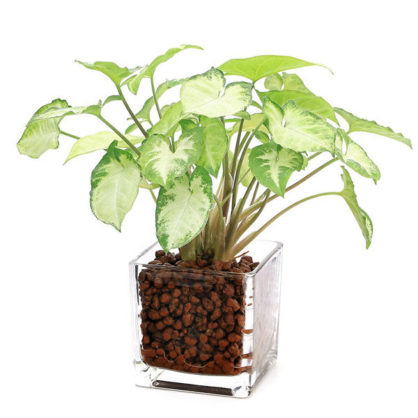 その他観葉植物 Nao 観葉植物の販売・ギフトならフラワーコーポレーション / 人工