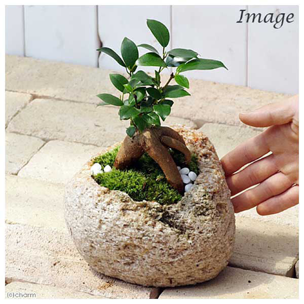 チャーム （観葉植物）苔盆栽 ガジュマル 抗火石鉢植え Ｍサイズ（１鉢