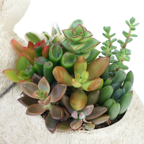 チャーム （観葉植物）多肉寄せ植え 動物達の贈り物
