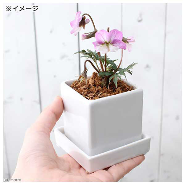 チャーム (観葉植物)おまかせスミレ 陶器鉢植え ニューダイスS WH(1鉢) 受け皿付き 439502 1鉢（直送品） - アスクル