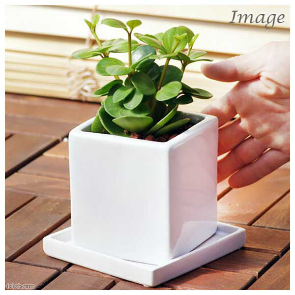 チャーム （観葉植物）ペペロミア ホープ 陶器鉢植え ダイスM白（1個