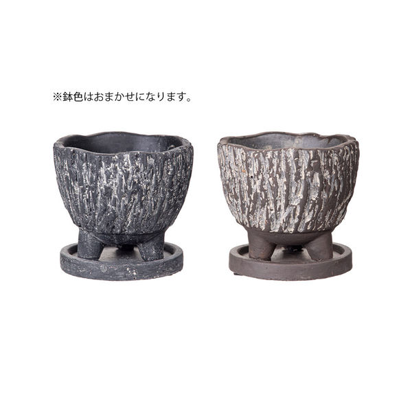 生育中のセダム 黒鉢 halrc0110083077.jpg