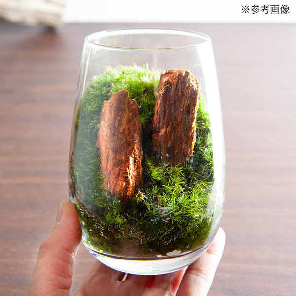 チャーム （観葉植物）苔テラリウム 木紋岩 グラス レイアウト完成品