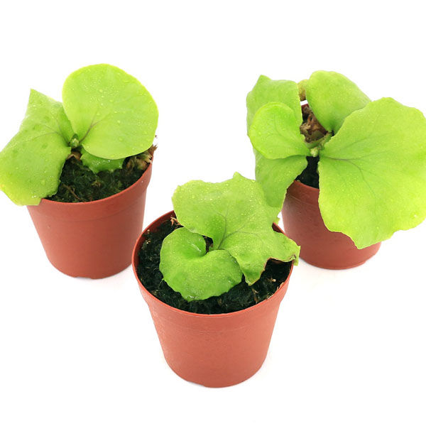 チャーム （観葉植物）ビカクシダ リドレイ スポア 2．5～3号（1鉢