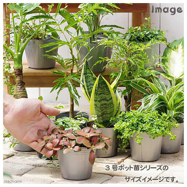 チャーム （観葉植物）アロカシア ククラタ シマクワズイモ ３号（１