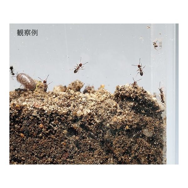 アズワン 観察用アクリル水槽 薄型(180×40) 3-6760-04 1個（直送