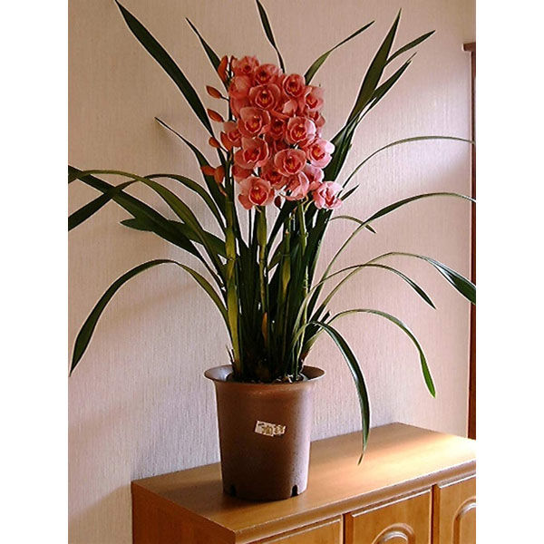 Amazon | ミスマフェット ミツバチ誘引蘭 ＜3点組＞ 苗(花芽無
