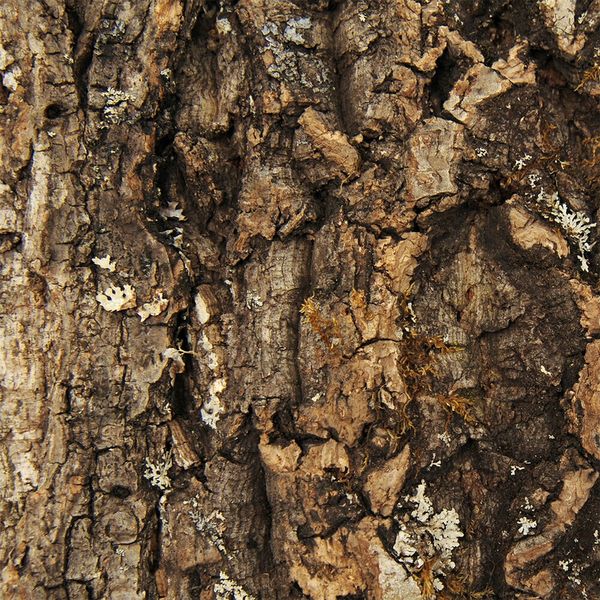 リーフ コルク樹皮 60cm水槽用 1枚 231277 1個（直送品） - アスクル