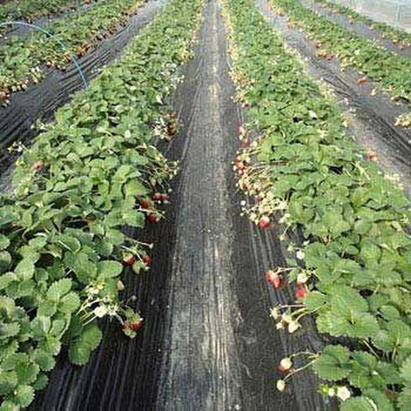 シンセイ 黒マルチ 0.02×95×50 4571191190611 1巻（直送品） - アスクル