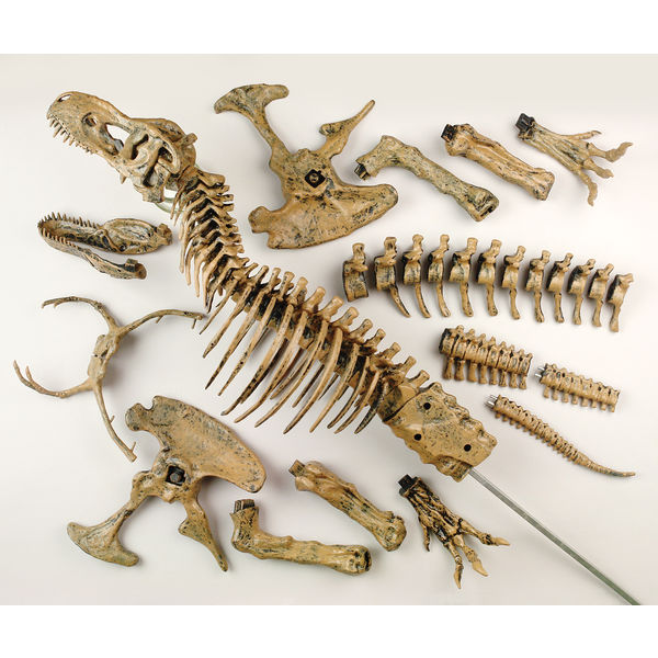 並行輸入品】ヴィットハート 恐竜工作キット ティラノサウルス 並行輸入品】ヴィットハート 恐竜工作キット ティラノサウルス