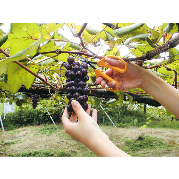 クリストフル ぶどう文ハサミ 78g/15.8㎝ 東Y8-0108⑤タトオ K-21