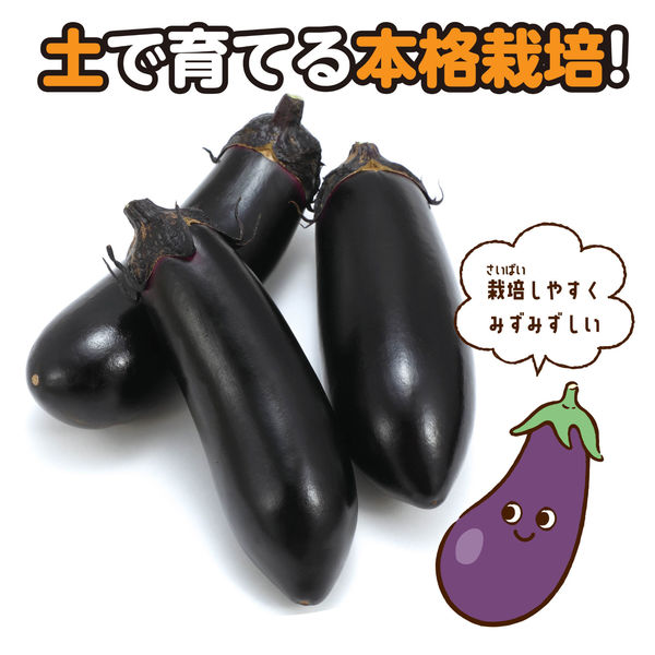 超お徳用 沖縄県産 EM栽培ハウスへちま 20kg 超お徳用 沖縄県産 EM栽培ハウスへちま 20kg 野菜