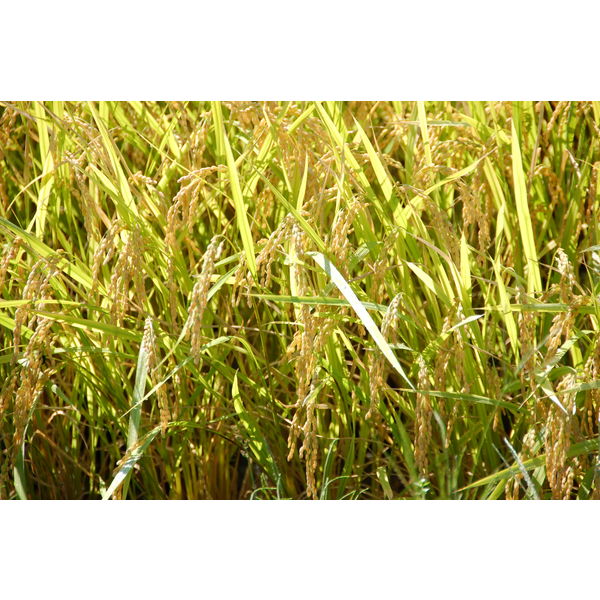 山形県産はえぬき 10kg（5kg×2） 【無洗米】 令和4年産 米 お米