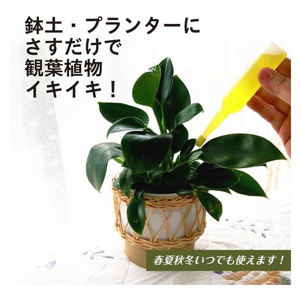 菊水 大型タイプ 実生 扁平 (親株約15cm) 鉢植えメルカリ便送料込み 菊水 大型タイプ 実生 扁平 (親株約15cm) 鉢植えメルカリ便送料