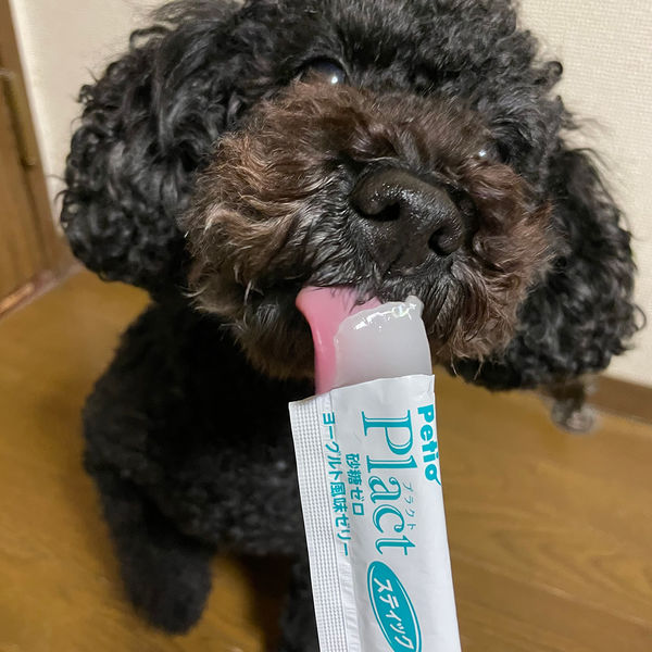 【高濃度水素ゼリー 犬用】合計194本セット｜ヨーグルト風味｜バラ売り可 高濃度水素ゼリー 犬用】合計194本セット｜ヨーグルト風味｜バラ売り