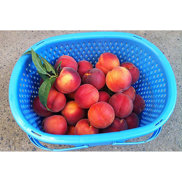 CocoRo♡farm 新鮮なワッサー12kg CocoRo♡farm 新鮮なワッサー12kg