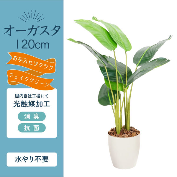 光触媒　人工観葉植物　オーガスタ　フェイクグリーン　ストレッチア155aj 楽天市場】フェイクグリーン 観葉植物 フェイク 人工観葉植物
