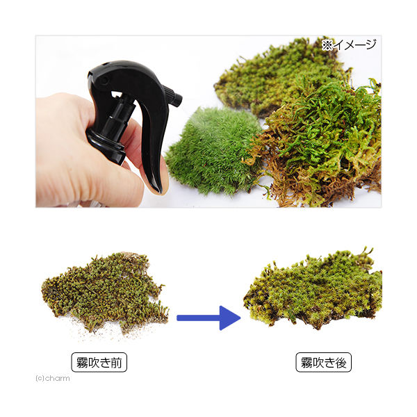 リーフ インスタント苔 スナゴケSS 外径13cm×8cm ドライタイプ