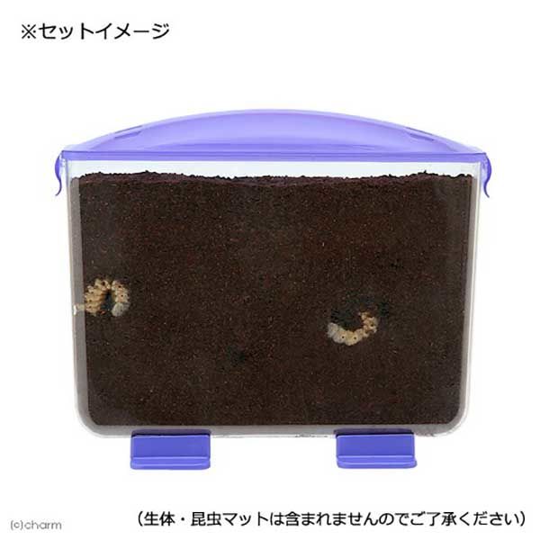 見える観察ケース「ラクぼっくす」 ラクぼっくすWIDE（幼虫用