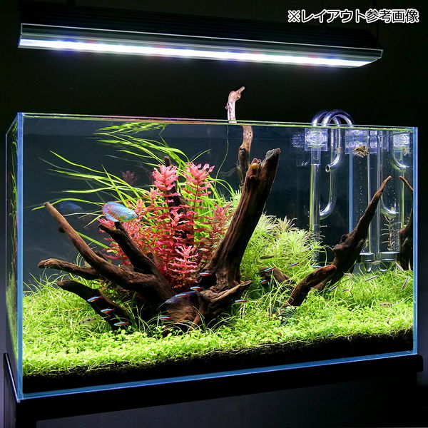 超特価SALE開催！ 処理済み流木流木 水槽用アクアリウム 約10cm レイアウト用品