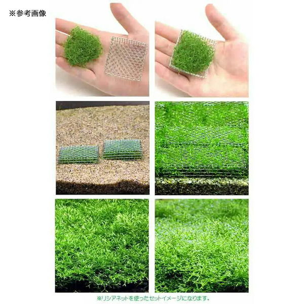 アーチ流木 Lサイズ ナローリーフ巻き （極上！大型水槽向け黒枝