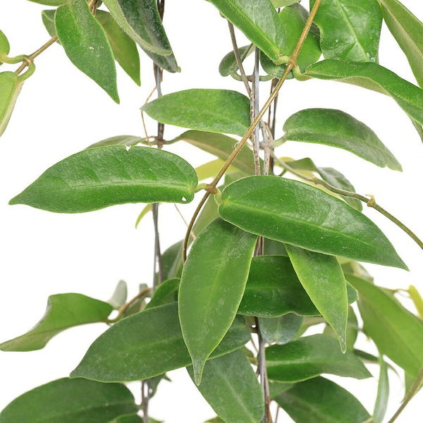 チャーム （観葉植物）ホヤ パテラ ピンク 吊り鉢タイプ 4号（1鉢