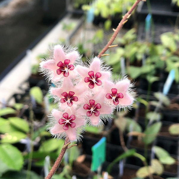 ホヤ　カウダータ ホヤ カウダータ スマトラ吊鉢 観葉植物 5号/1個売り サクララン