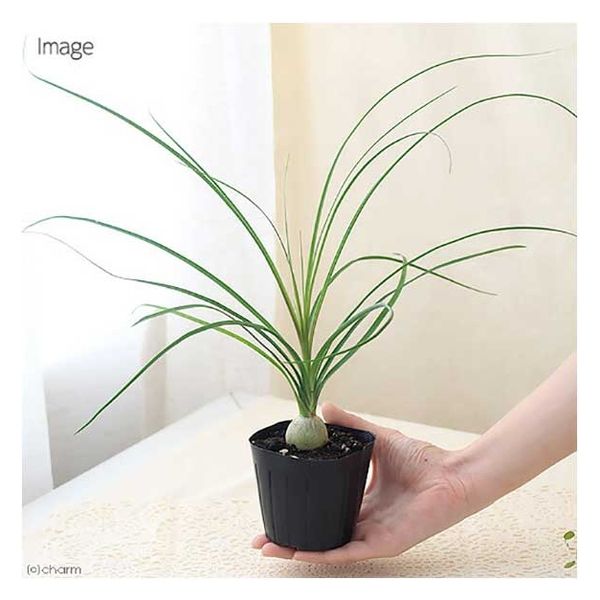 チャーム (観葉植物)トックリラン 2.5~3号(1ポット) 362355 1個（直送