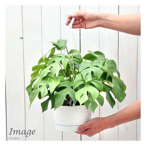 チャーム （観葉植物）ヒメモンステラ 吊り鉢タイプ ５～６号（１鉢） 362157（直送品） - アスクル