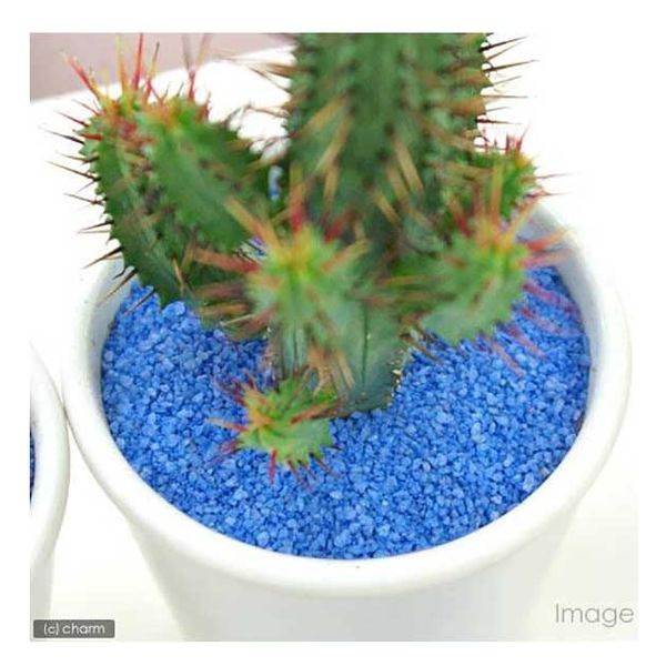 青緑色の多肉植物*9 多肉植物：ハオルチア 緑窓玉扇*幅7cm | サボテン＆多肉植物