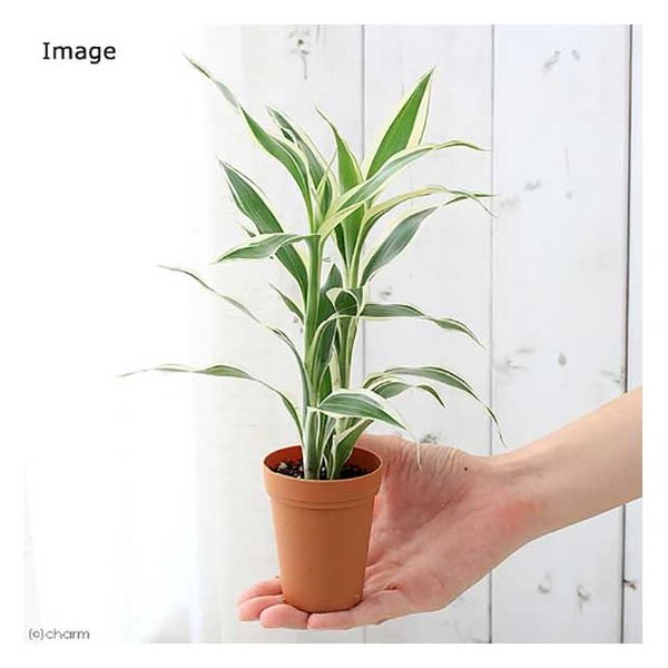 ドラセナ - 植物/観葉植物