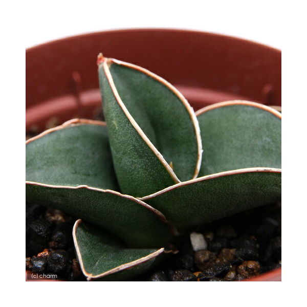チャーム （観葉植物）サンスベリア サムライドワーフ 3号（1