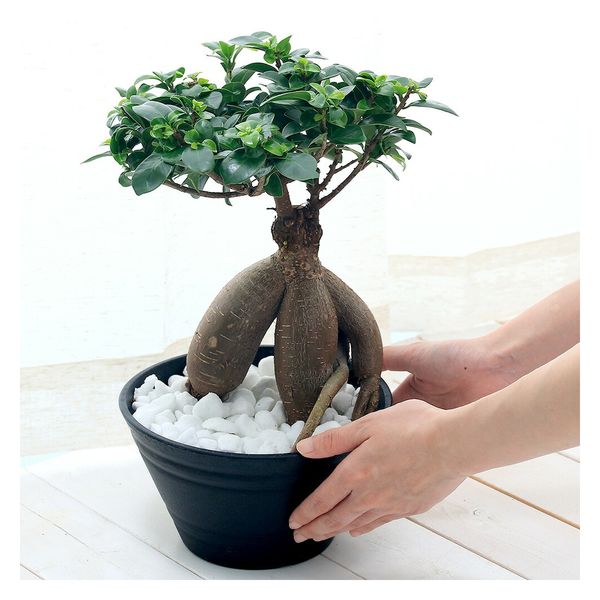 ガジュマル H40cm W25cm 口径約20cm | Pay ID